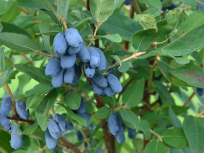 Lonicera caerulea 'Aurora'