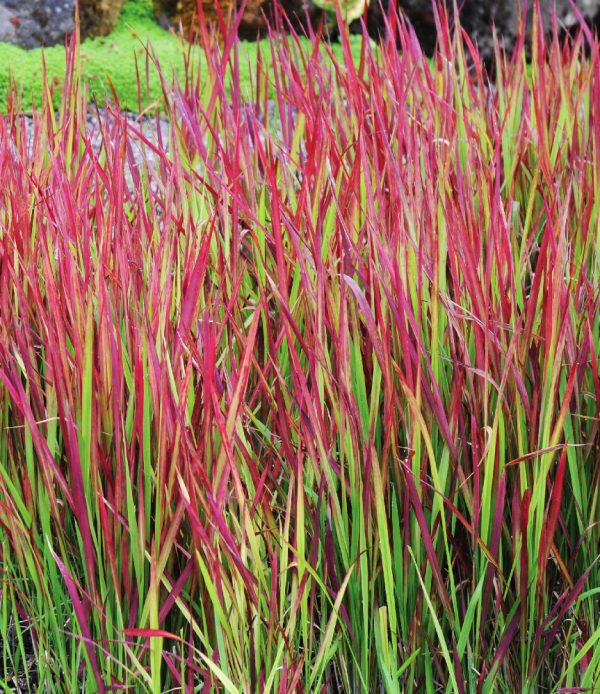 Imperata cylindrica 'Red Baron'