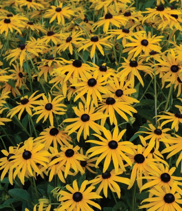 Rudbeckia fulgida 'Goldsturm'