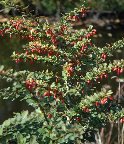 Japanese Barberry