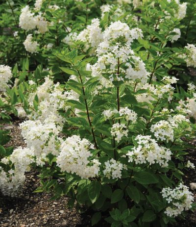 Hydrangea paniculata 'Bombshell'