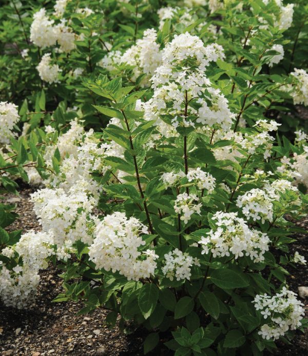 Hydrangea paniculata 'Bombshell'