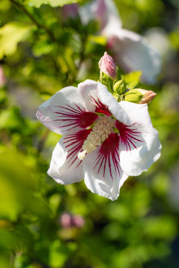 Hibiscus syriacus 'Red Heart'