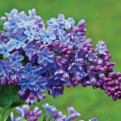 Common Lilac 'Wonder Blue'