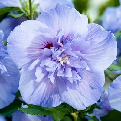 Hibiscus de Syrie 'Blue Chiffon' PW