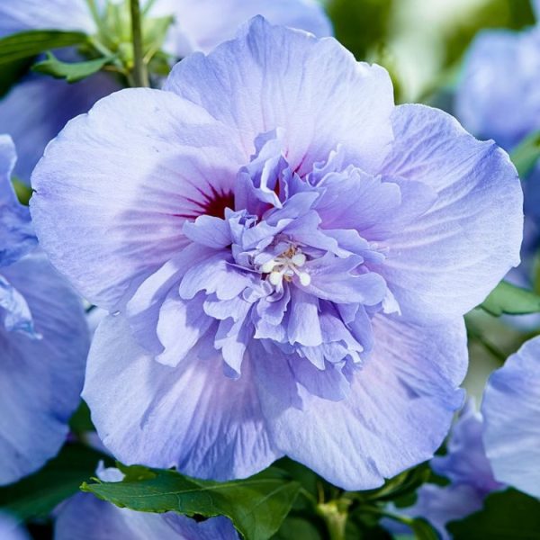 Rose of Sharon