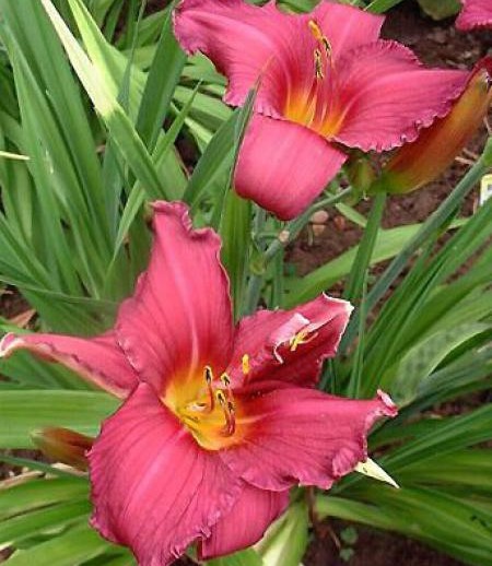 Hemerocallis 'Summer Wine'