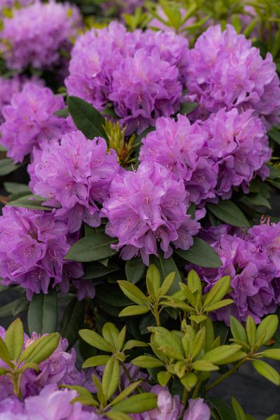 English Roseum' Rhododendron