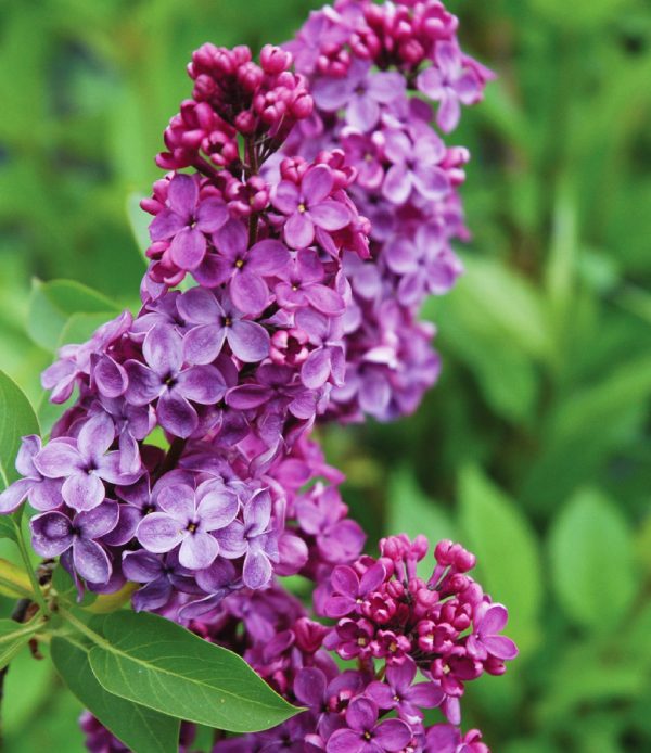 Common Lilac 'Andenken an Ludwig Späth'
