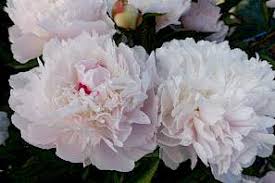 Pivoine 'Noemi Demay'