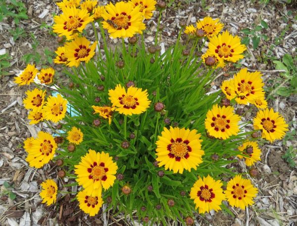 Coreopsis grandiflora 'Sun Fire'