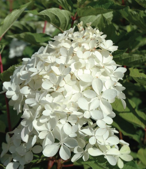 Hydrangea paniculata 'Phantom'