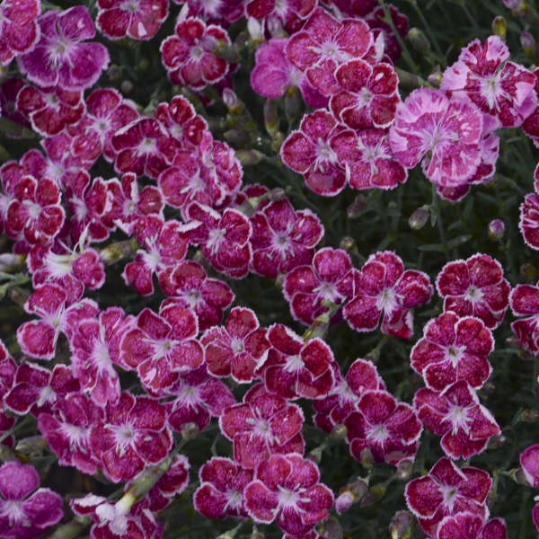 Dianthus 'Fire and Ice'