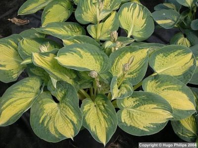 Hosta 'Great Expectations'