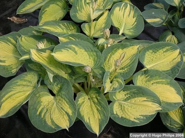 Hosta 'Great Expectations'