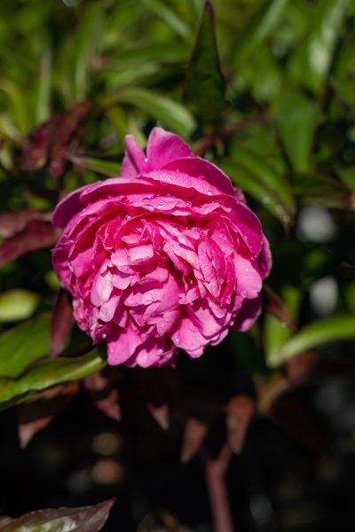 Paeonia lactiflora 'Sebastien Maas'