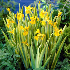 Iris pseudacorus 'Variegata'