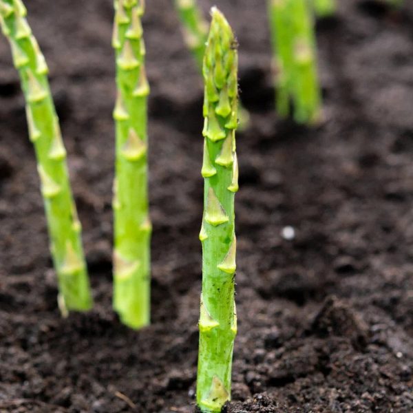 Mary Washington' Asparagus