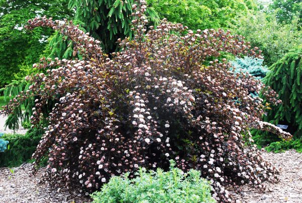 Physocarpus opulifolius 'Summer Wine Black' PW