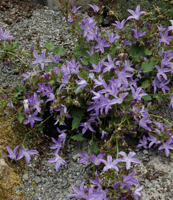 Campanule de serbie Blue Waterfall