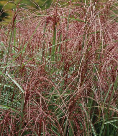 Miscanthus sinensis ‘Huron Sunrise’
