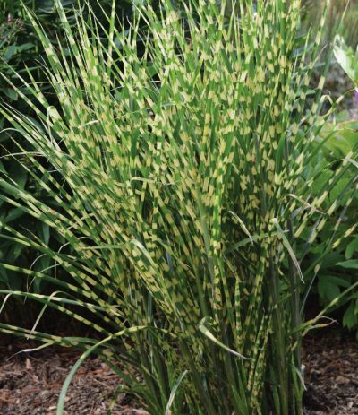 Chinese Silver Grass