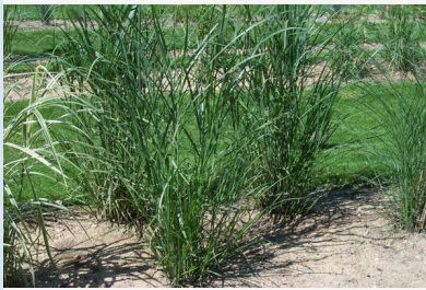 Miscanthus sinensis 'Silberfeder'