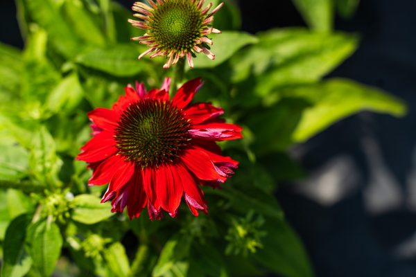 Salsa red' echinaceae