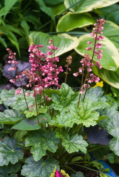Berry Timeless' Heuchera