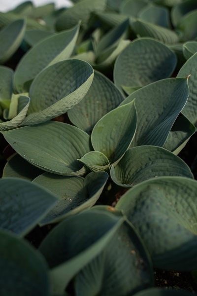 Hosta 'Big Daddy'