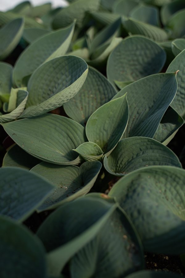 Hosta 'Big Daddy'