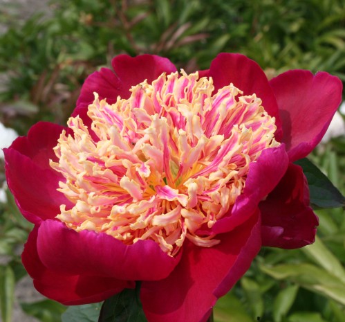 Paeonia lactiflora 'Sword Dance'