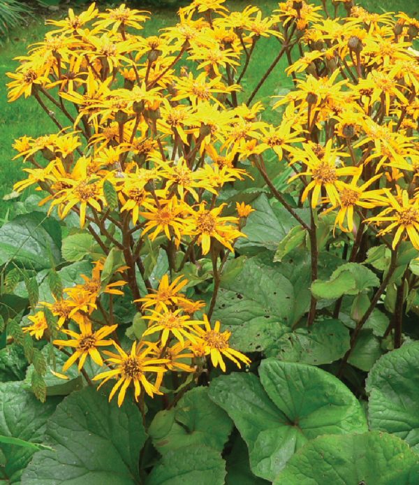 Ligularia dentata 'Othello'