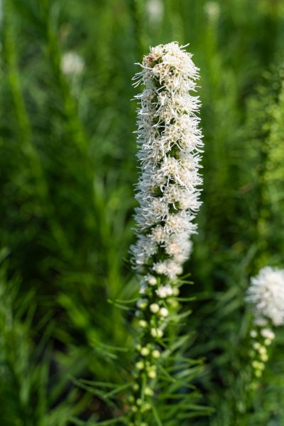 Liatris spicata 'Floristan White'