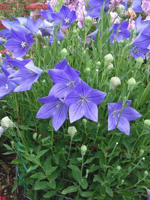 Platycodon grandiflorus 'Fuji Blue'