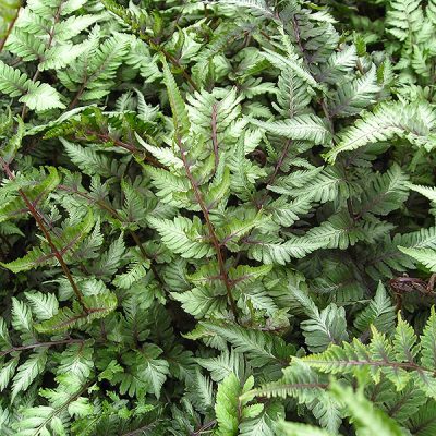 'Pictum' Japanese Painted Fern