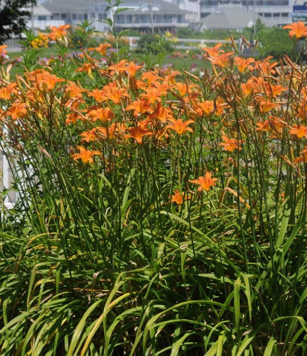 Hemerocallis fulva