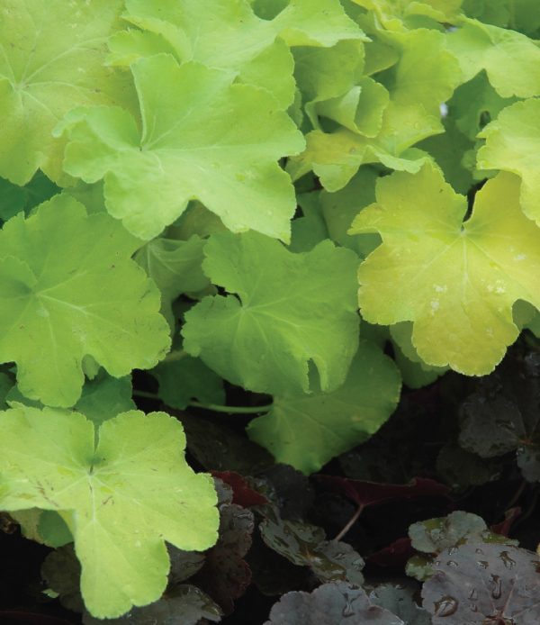 Heuchère 'Citronelle'