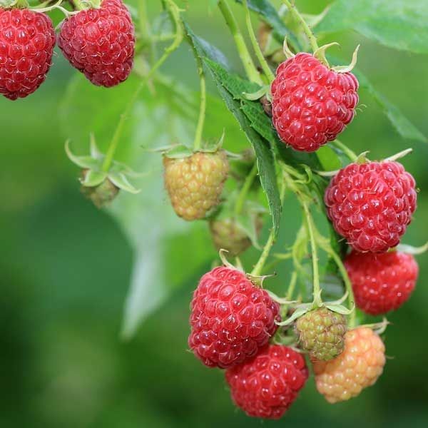 Rubus idaeus 'Polana'