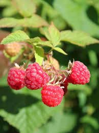 Rubus idaeus 'Red Bounty'