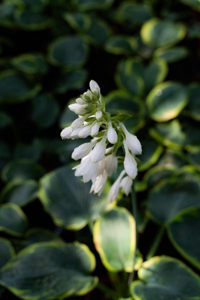 Hosta 'Frances William'