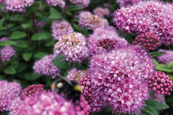 Spiraea japonica 'Poprocks Petite' BE