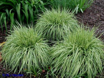 Molinia caerulea 'Variegata'