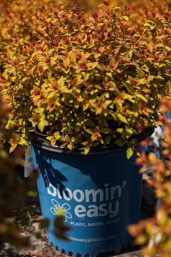 Spiraea japonica 'Rainbow Fizz' BE