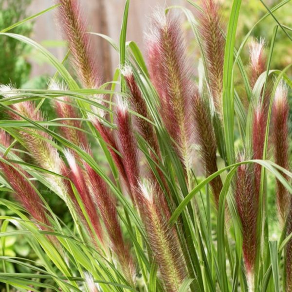Fountain Grass 'Red Head'