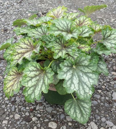 Heuchera 'Carnival Cocomint'