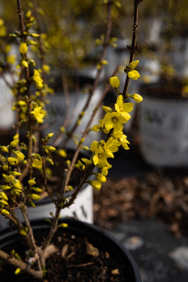 Forsythia intermedia 'Show Off' PW