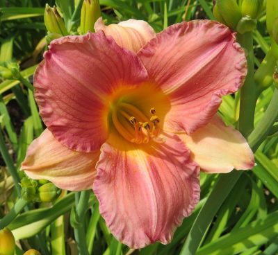 Hemerocallis 'My Melinda'