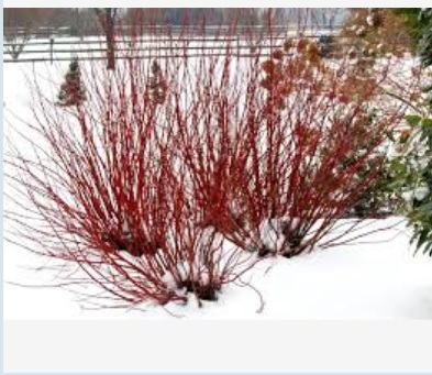 Arctic Fire Red® Red-Osier Dogwood