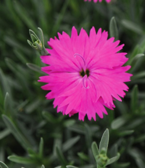 Dianthus gratianopolitanus 'Neon Star'